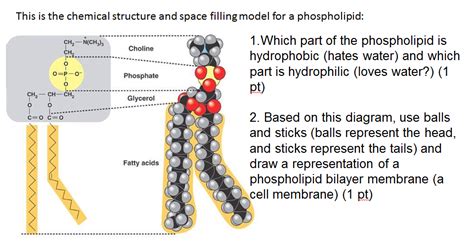 Phospholipid Bilayer Chemical Structure