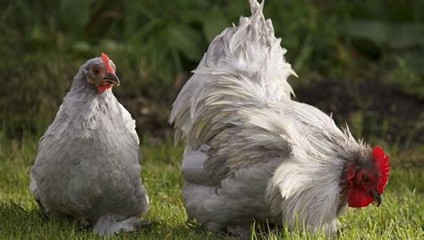 Bantam chickens vs standard