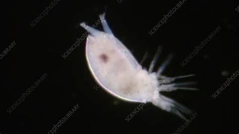 Barnacle Cyprid Larva Stock Video Clip K0038683 Science Photo