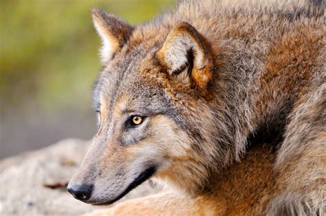 Artwork Animals Wolf Landscape Wallpapers Hd Desktop
