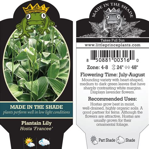 Hosta Francee Plantain Lily 35 Pot Little Prince To Go