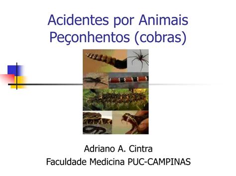 Ppt Acidentes Por Animais Pe Onhentos Cobras Powerpoint