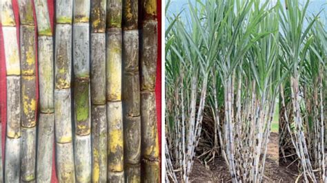 Sugarcane Variety फुले ऊस १५०१२ अधिक साखर उतारा देणारी ऊस जात Flower Sugarcane 15012