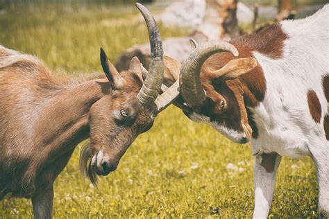 Goats To Play Battle Free Photo On Pixabay Pixabay