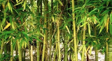 The Chinese Bamboo