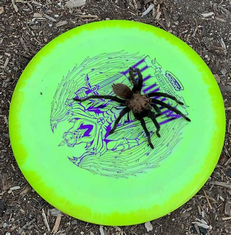 My disc had a visitor while sitting under the basket (central TX) : r