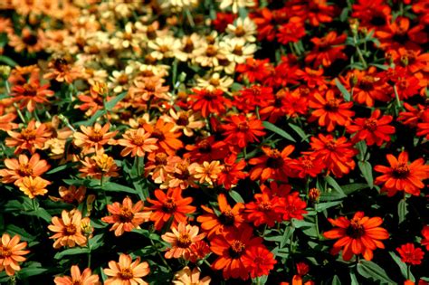 New zinnia varieties improve a great series | Mississippi State ...