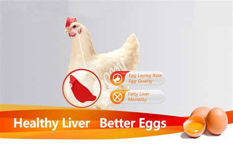 50 Unbelievable Benefits Of Chicken Liver You Must Know 2024