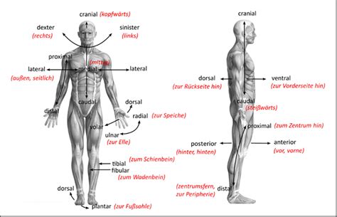 Anatomie Online