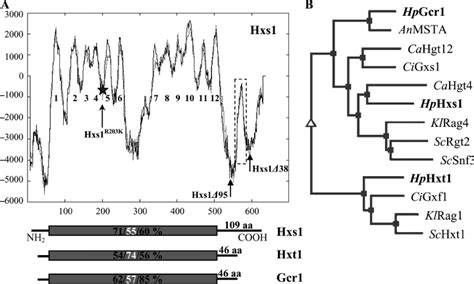 A Predicted Topology Of The Deduced Hxs1 Amino Acid Sequence Analysis