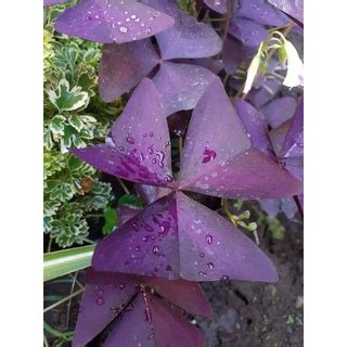 Jual Tanaman Hias Kupu Kupu Ungu Oxalis Triangularis Shopee Indonesia