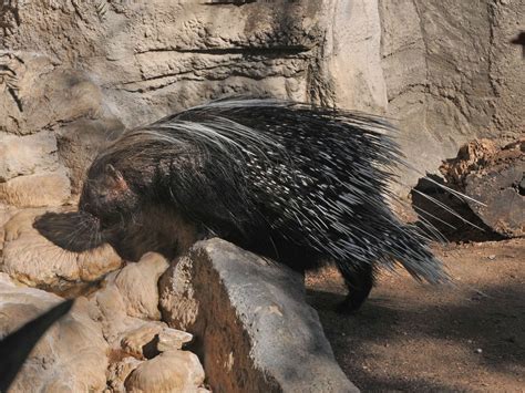 The Online Zoo - African Crested Porcupine