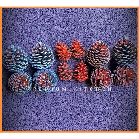 Jual Termurah Biji Pinus Kering Buah Pinus Shopee Indonesia