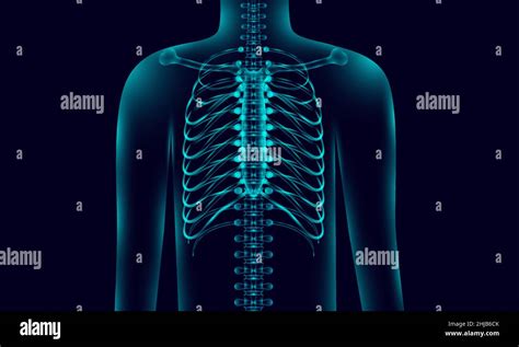 anatomía del cuerpo humano transparente iluminación de fondo con