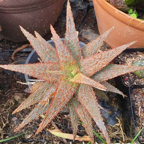 28 Eye Popping Orange Succulents That Will Brighten Your World