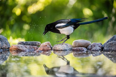 Magpie Characteristics