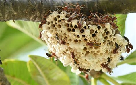 Murder Hornet Nest Found And Eradicated Survival Daily