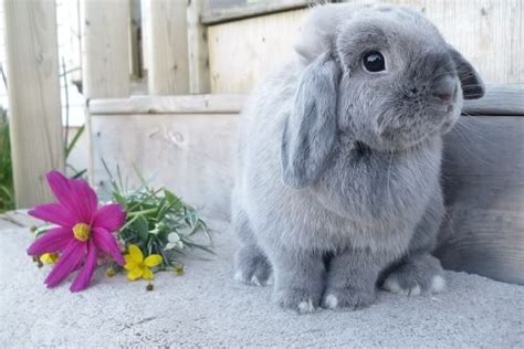 Fallen Peach Grey Bunny Holland Lop Bunnies Fluffy Bunny