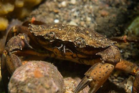 Thousands of dead sea creatures washing up on UK beaches in 'waist-deep ...