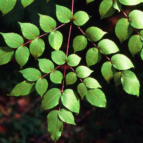 Aralia Spinosa 2 Devil S Walking Stick Scioto Gardens Nursery