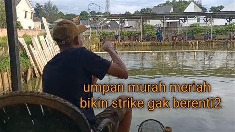 Mancing Galatama Ikan Lele Umpan Sederhana Bikin Gak Berenti Narik