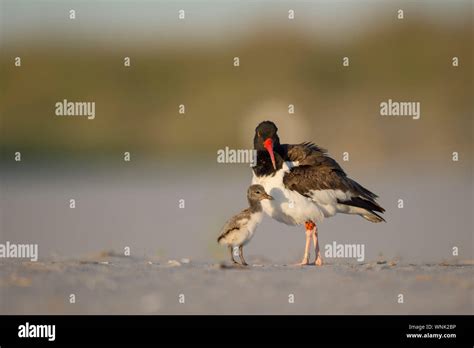 A Cute Baby American Oystercatcher And Its Parent Stands On The Beach