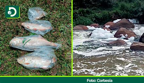 Denuncian mortandad de peces en la quebrada La Marinilla contaminación