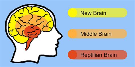 12+ Reptilian Brain Diagram - MarcusAnthea