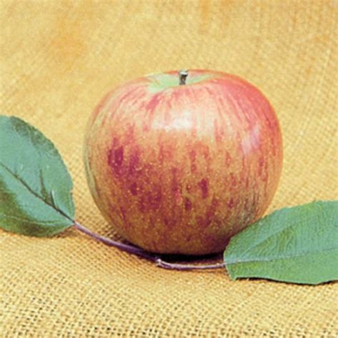 Apple Semi Dwarf Bonnie Best Apple J W Jung Seed Company