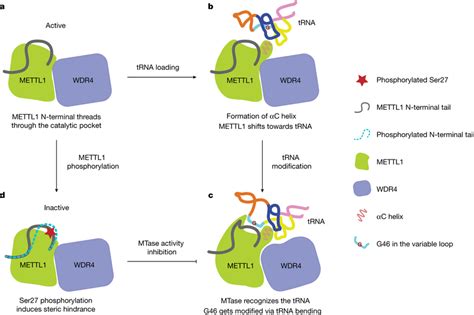 Model Of Human METTL1WDR4 In Substrate Recognition Modification And