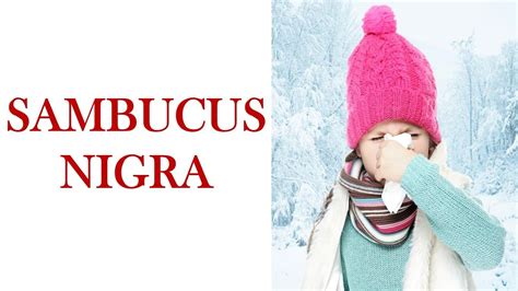 Sambucus nigra - YouTube