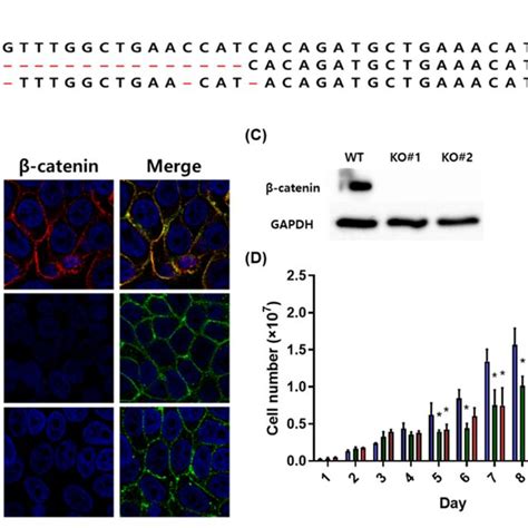 β Catenin Gene Disruption By Crispr Cas9 In Ht29c1 Cells A Download Scientific Diagram