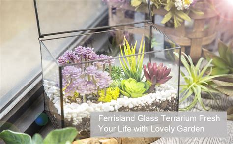 Amazon Ferrisland Glass Plant Terrarium Container Wardian Case