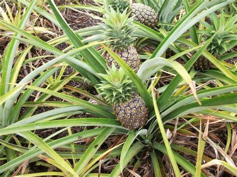 pineapple hawaiian islands pineapple island