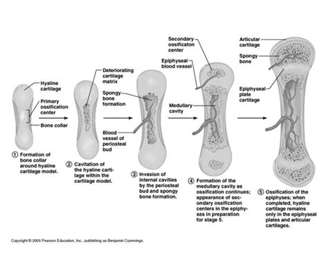 Steps Of Endochondral Ossification