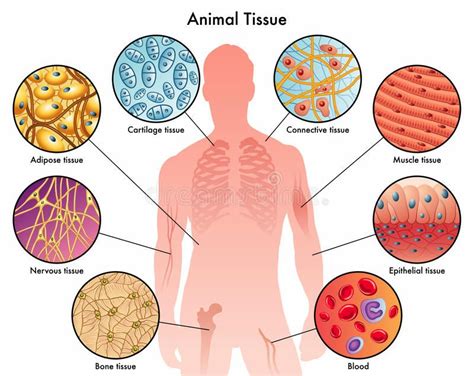 Animal Tissues Medical Illustration Of The Various Animal Tissues