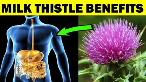 Milk Thistle Benefits