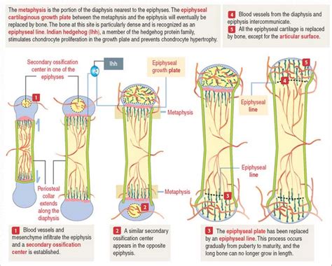 OSTEOGENESIS | Basicmedical Key