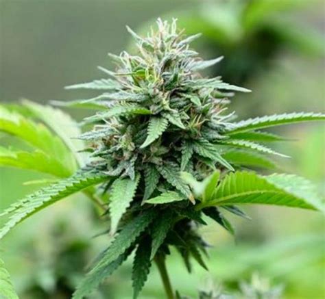 Weed Cheetos Hot Cheetos Edibles Recipe Weed Delivery Gasdank Toronto S Best Online Dispensary