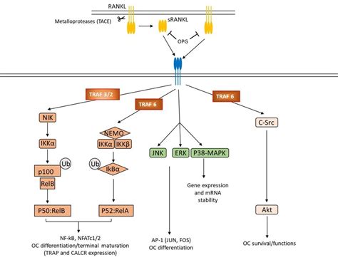 Schematic Diagram Of The Rank Rankl Axis Induced Signaling Cascades Download Scientific Diagram