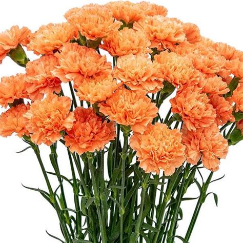 Buy Carnation Orange Plant Online From Nurserylive At Lowest Price