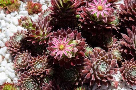 Do Hens And Chicks Sempervivum Plants Bloom Gardener S Path