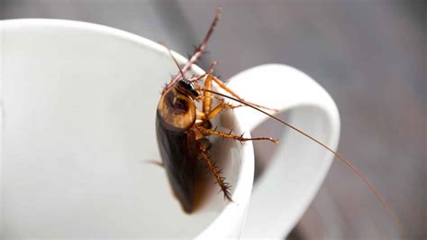 5 Surefire Ways To Get Rid Of Cockroaches In Your Apartment Pest Pit