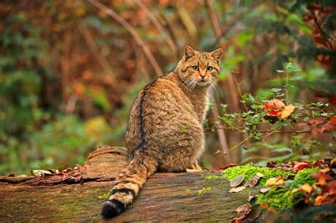 Vorsicht vor Verwechslung Fünf Merkmale einer Wildkatze