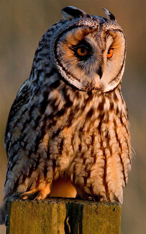 Owl Phone Wallpapers - Top Free Owl Phone Backgrounds - WallpaperAccess