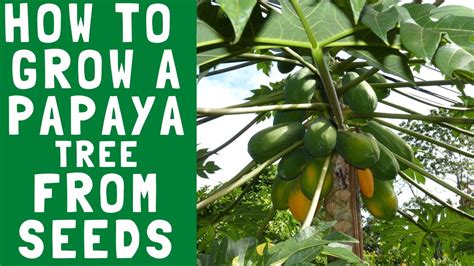 HOW TO GROW A PAPAYA TREE FROM SEEDS Gardening YouTube