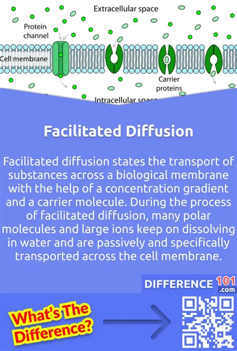 Simple Diffusion vs. Facilitated Diffusion: 6 Key Differences, Examples ...