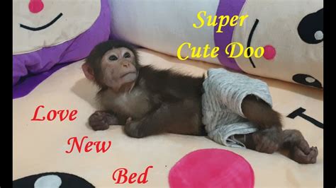 Monkey Doo Loves Sleeping On His New Bed Youtube