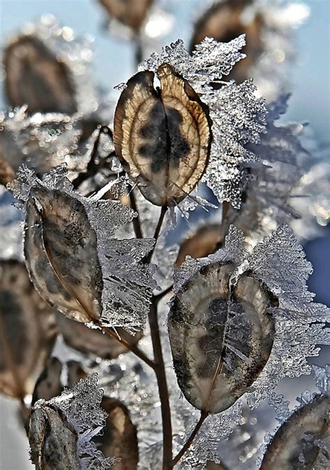 Kristalle Gr Ser Frost Kostenloses Foto Auf Pixabay