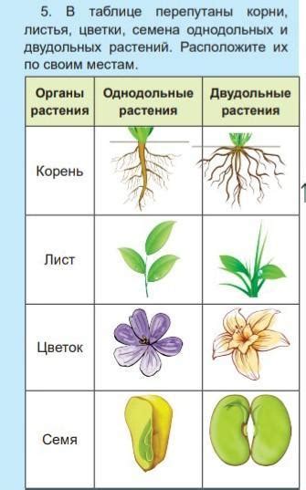 5. В таблице перепутаны корни, листья, цветки, семена однодольных и ...